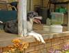 beetleenjoyingfrontporch_small.jpg