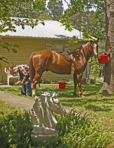 cleaninghoovesinfrontyard.jpg