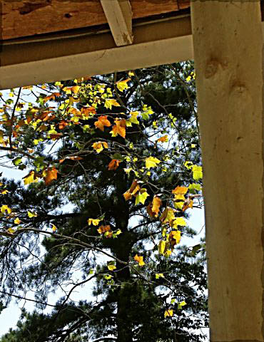 fallsycamoreleavesfromporch.jpg