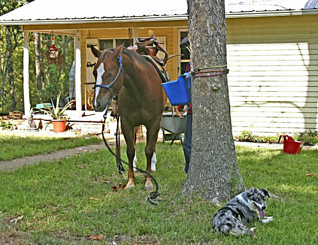 horsedogenjoyingfrontyard.jpg